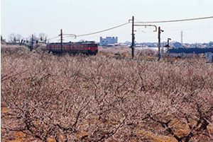 下曽我駅付近の梅林