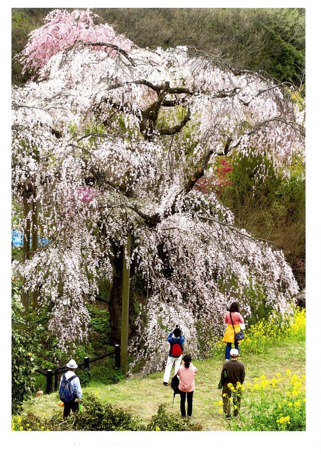 しだれ桜